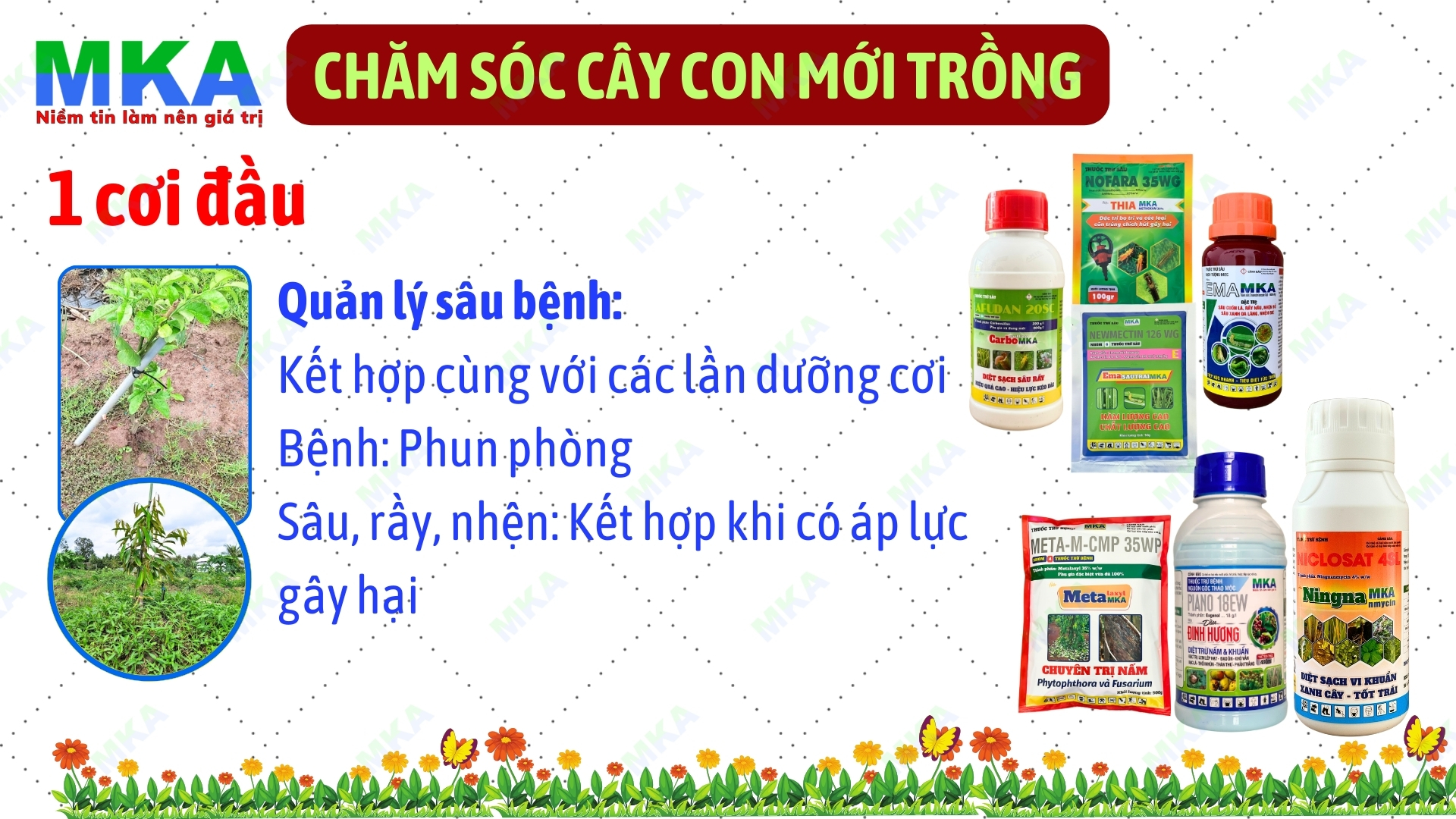 Cây con mới trồng bón phân gì?